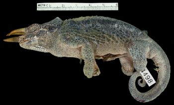 Media type: image;   Herpetology R-54498